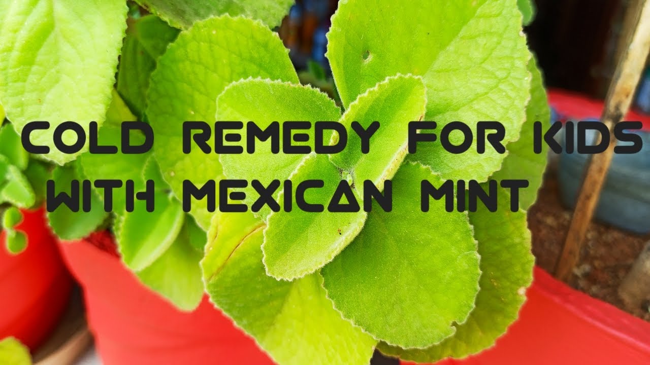 How to cure Cold/Cough in Kids with Mexican Mint YouTube
