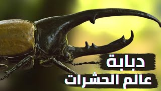 تعرف علي الخنفساء الجبارة خنفساء هرقل  أقوي حشرة علي وجه الارض