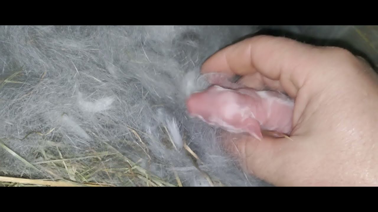 O prezentare a iepurașilor două cuiburi noi 🐰🐰