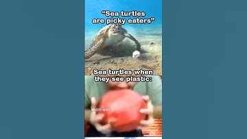 Save the sea turtles 🙏