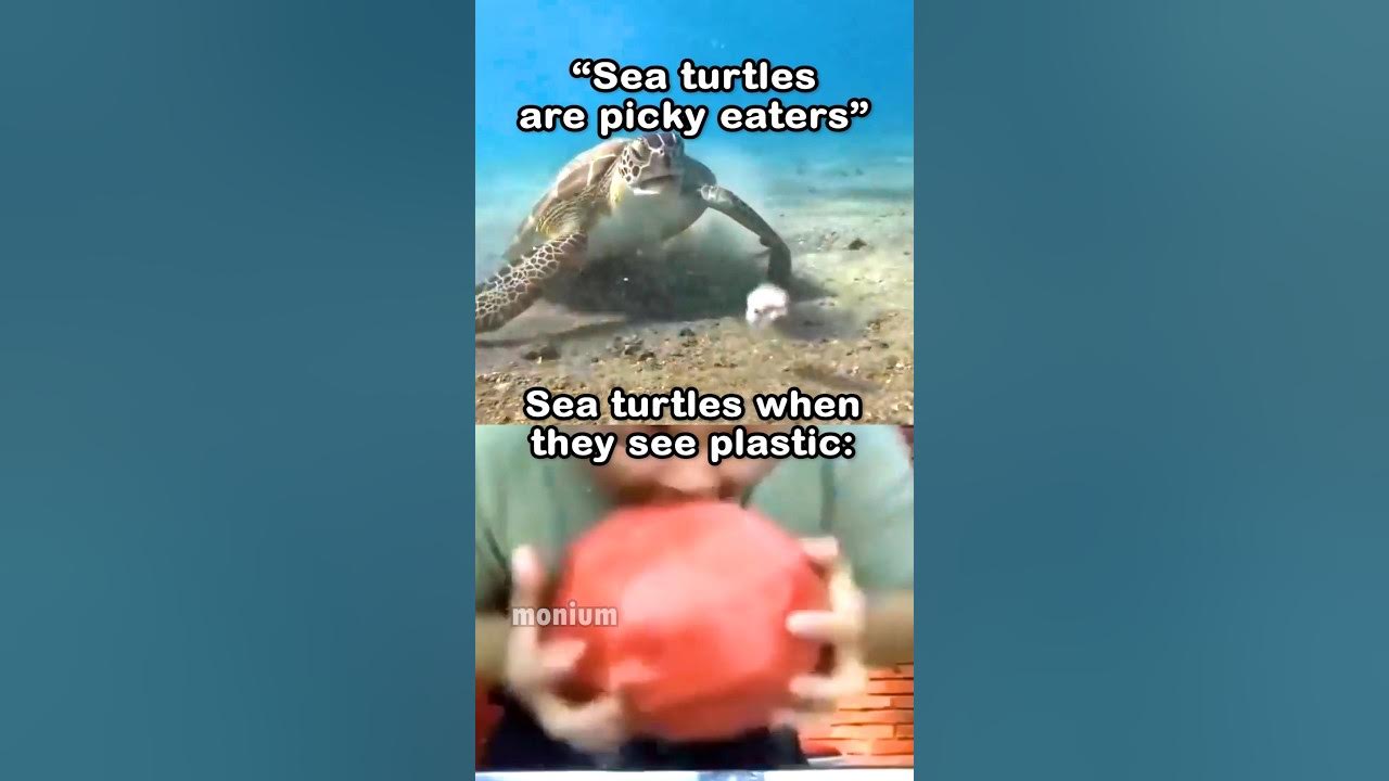 Save the sea turtles π Save the sea turtles π