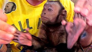 Capuchin Monkey Manicure and Pedicure