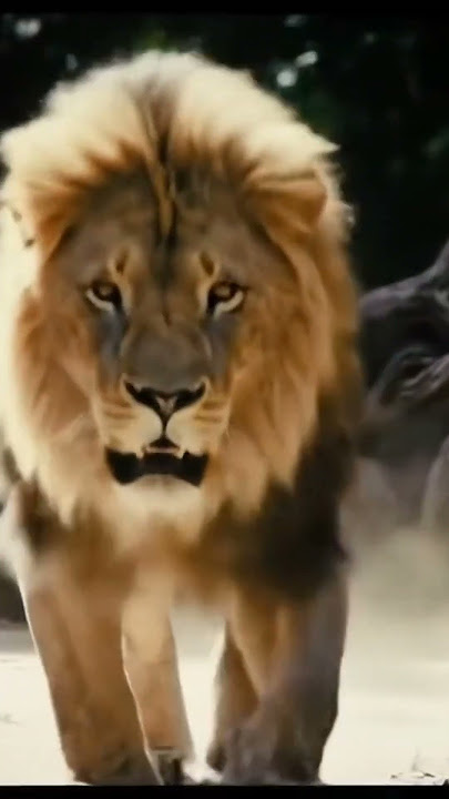 When the Kings Meet…! #splants #shorts #animals #lion #nature