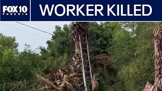 Worker Dies Will T Palm Tree In Arizona Fox 10 Phoenix