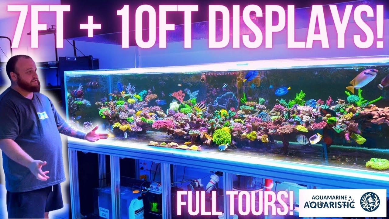 2 Incredibe Display Tanks - SPS and Gonipora Galore!