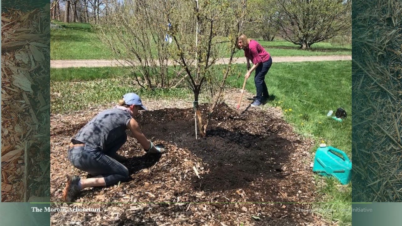 How to Properly Mulch Trees and Shrubs