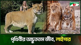 লইগর সহ-বঘর বসমযকর সনতন Liger Channel I