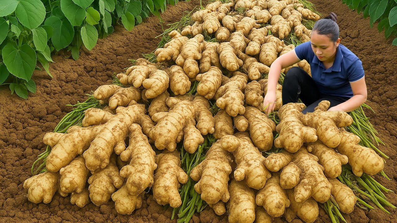 Harvesting the 50-Year-Old Ginger Garden and Taking It to the Market for Sale | Ly Thi Ca