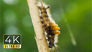 ヒメシロモンドクガの幼虫 | Orgyia thyellina caterpillar in JAPAN, Incest, Bug, Close-up, Macro, Wild, Nature