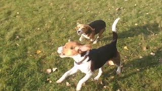 Лучше БИГЛЯ может быть только ДВА БИГЛЯ! Джек и Джесси! Better Beagle can only be two Beagle! Лучше БИГЛЯ может быть только ДВА БИГЛЯ! Джек и Джесси! Better Beagle can only be two Beagle!