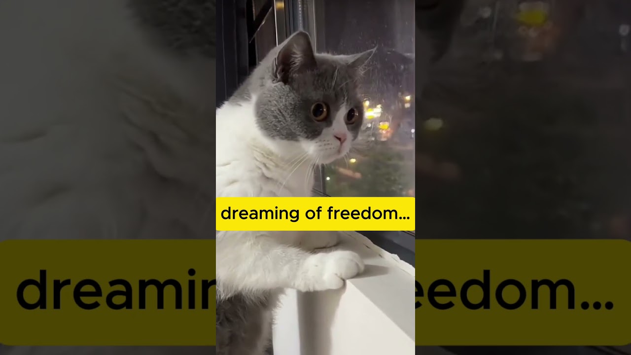 Cat’s Existential Crisis Behind Glass 😿 