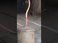 Handmade Sickle Making Process #Blacksmithing