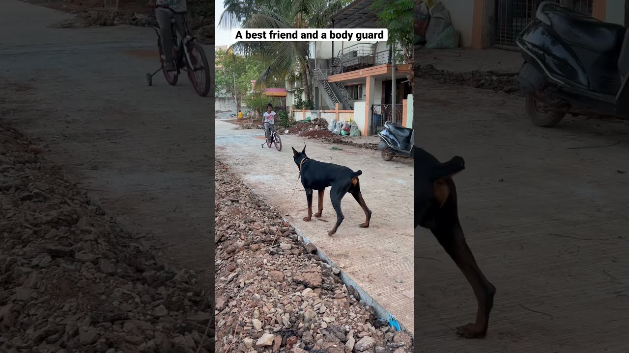Doberman Guarding My Child Dobermanlove Guarddog Dobermaninindia Dog Dobandlabworld