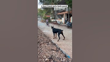 Thumbnail of Doberman guarding my child #doberman #dobermanlove #guarddog #dobermaninindia #dog @dobandlabworld