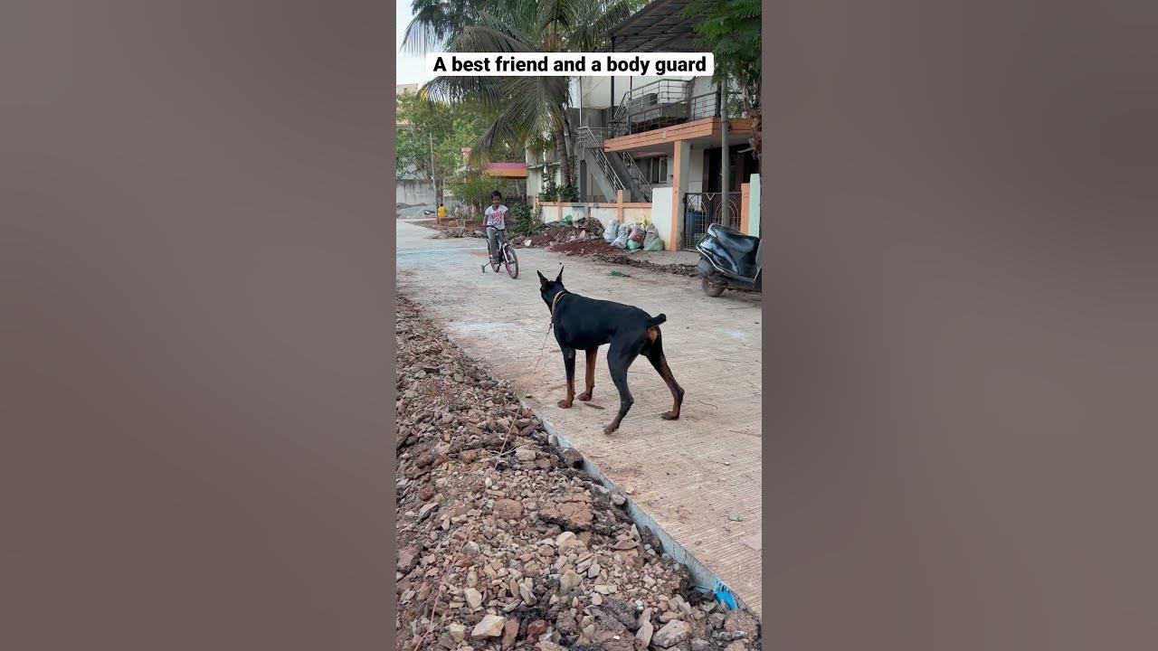 Doberman guarding my child #doberman #dobermanlove #guarddog #dobermaninindia #dog @dobandlabworld Doberman guarding my child #doberman #dobermanlove #guarddog #dobermaninindia #dog @dobandlabworld