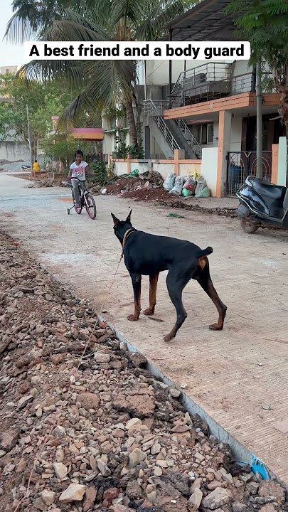 Doberman guarding my child #doberman #dobermanlove #guarddog #dobermaninindia #dog @dobandlabworld