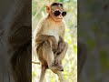 funny 😂😂 #vrindavan #radhakrishna #radheradhe #funny #monkey