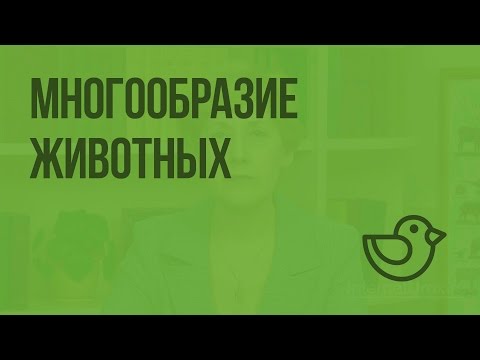 1 класс домашние животные видеоурок