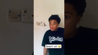 Smart cat