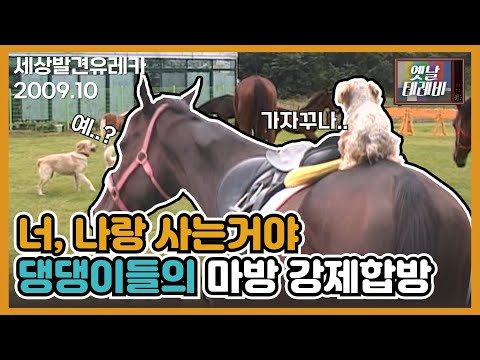 [세상발견 유레카] 사람만 말을 타는 게 아니라개.. 말 사료도 내 거! 말의 집도 내 거!