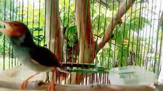 Download Lagu Suara ngalas PRENJAK KEPALA MERAH  Jantan gacor Ngotot Pandai memikat prenjak Merah liar MP3 Download Lagu Suara ngalas PRENJAK KEPALA MERAH  Jantan gacor Ngotot Pandai memikat prenjak Merah liar MP3