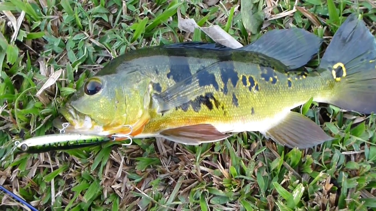 peacock bass topwater