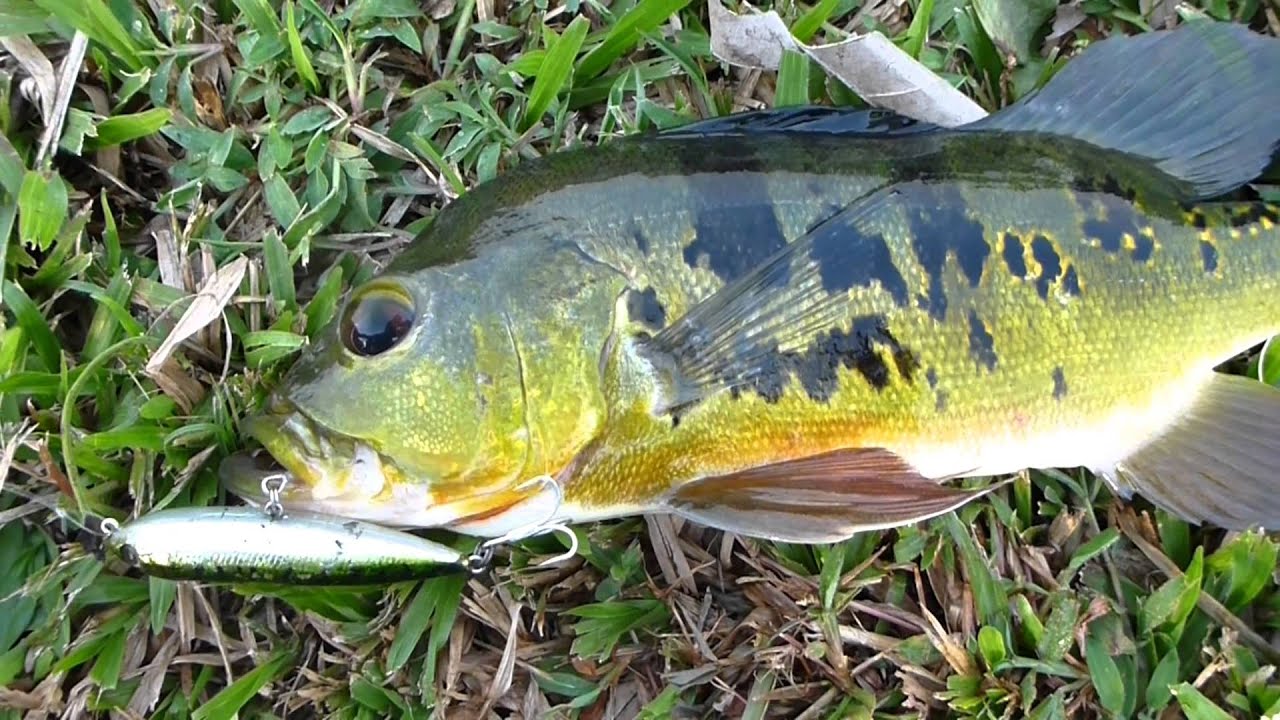 Freshwater fishing 5 1.5lb Peacock Bass on topwater lure YouTube