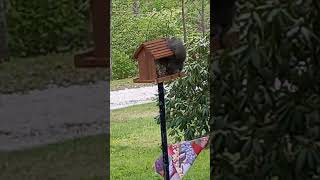 Squirrel invades bird feeder and wind chimes are playing!