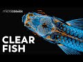 Looking for Answers in the Skull of a Zebrafish