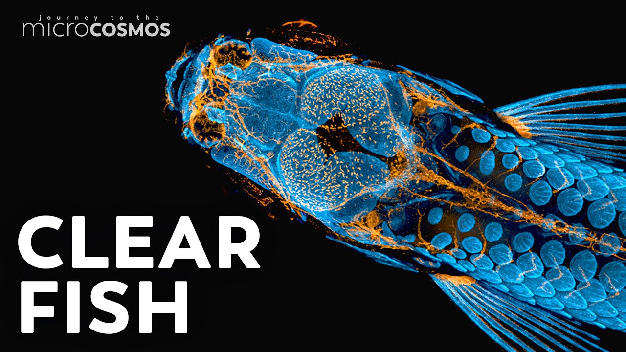 Looking for Answers in the Skull of a Zebrafish
