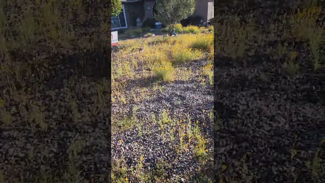 Xeriscaped Front Yard.  Bee and bird friendly yard in Arizona.  Mischka Approves!