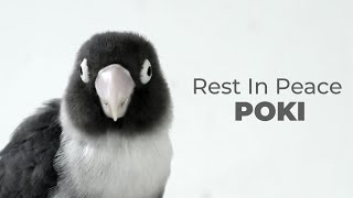 I'm so sorry Poki by Bird Day 11,220 views 1 year ago 4 minutes, 52 seconds