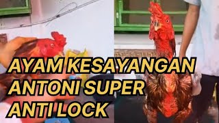 REVIEW OF ANTONI'S FAVORITE ROOSTER AT PUTRA JAYA FARM