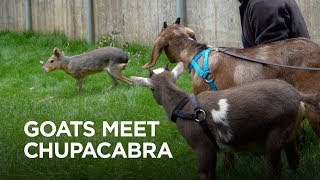 Tiny Goats Visit Chupacabra