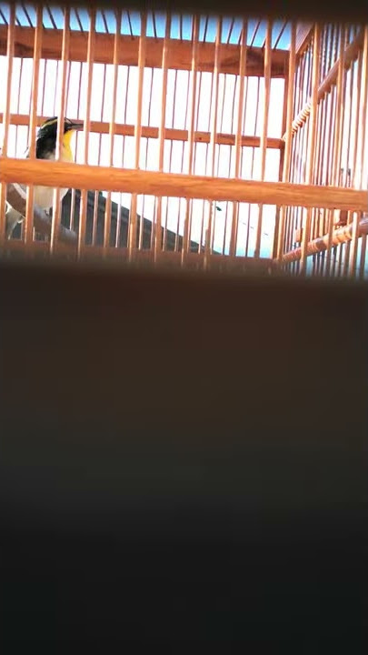 Sikatan Narsis gacor ngeplong variasi