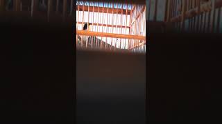 Sikatan Narsis gacor ngeplong variasi