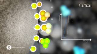 Principle of Hydrophobic Interaction Chromatography