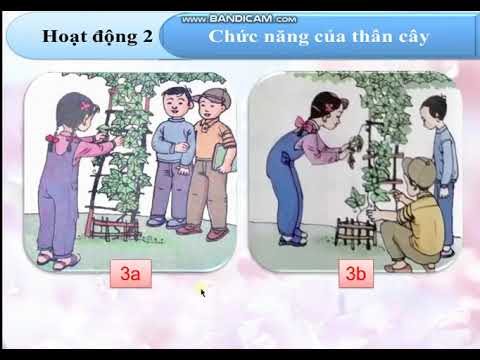 TNXH LỚP 3 - TUẦN 21 - Bài 41 + 42: Thân cây (trang 78, 79, 80, 81)