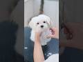 マルチーズの子犬が初めてのヘアカットしたら・・・✂️