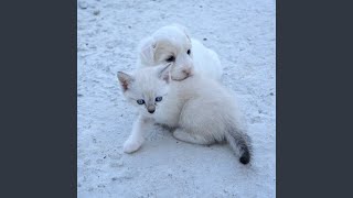 Oceanic Pet Serenity