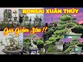 MISS XUÂN | #0967634263 | GIÁ GIẢM SÂU NHIỀU CÂY MỚI ĐẸP SAM TRÁI, DUỐI, SI QUÁI, CÓC RỪNG, SANH, ME