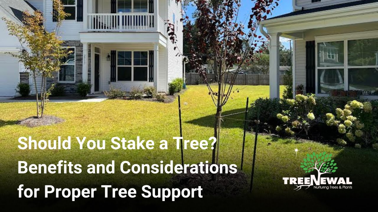 Should You Stake a Tree Benefits and Considerations for Proper Tree ...