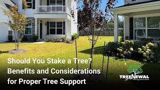 Should You Stake A Tree Benefits And Considerations For Proper Tree Support