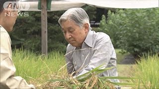 天皇陛下が皇居で稲刈り　一部は伊勢神宮に奉納へ(16/09/21)