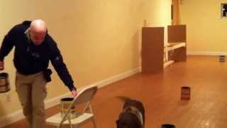 Explosive Detection K-9 Training