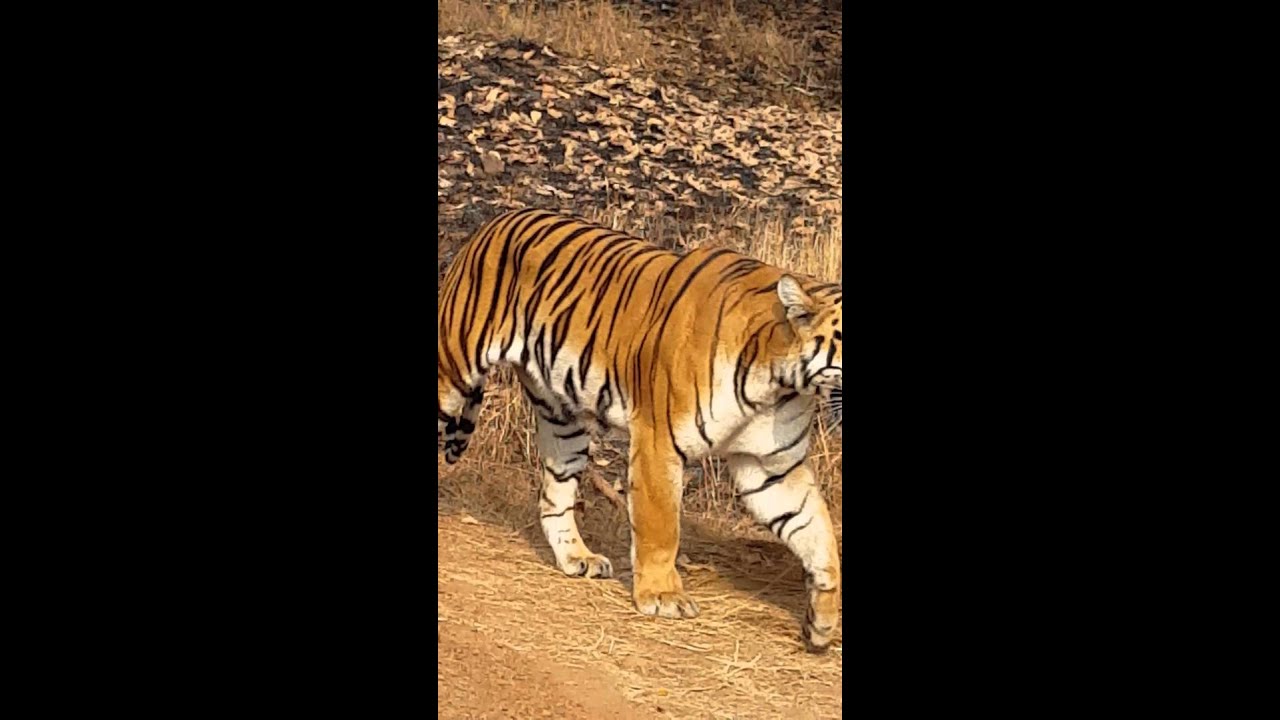 Tigers sighting at tadoba of tigress maya and her 3 cubs
