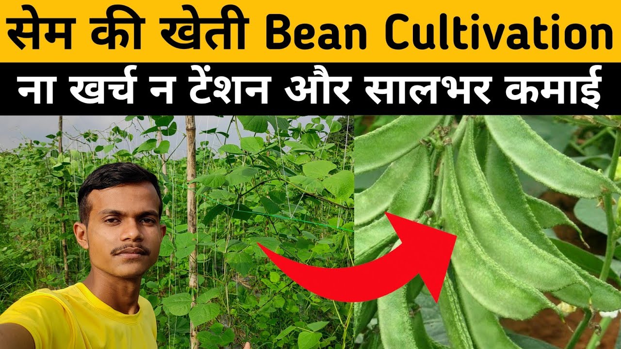 सेम की खेती कब करें और कैसे करें Bean Farming ना खर्च न टेंशन और