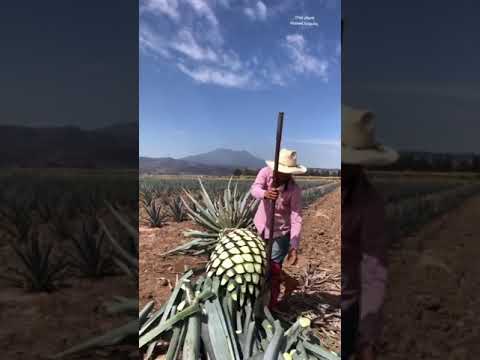 The Tequila (Agave) Plant #Shorts