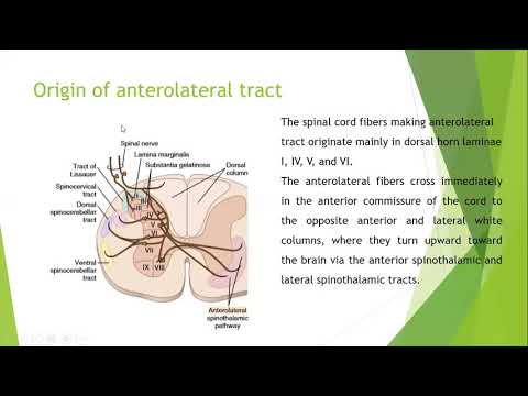 Anterolateral tract Physiology