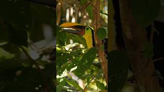 Loud Toucan Sound What Sound Does A Toucan Make